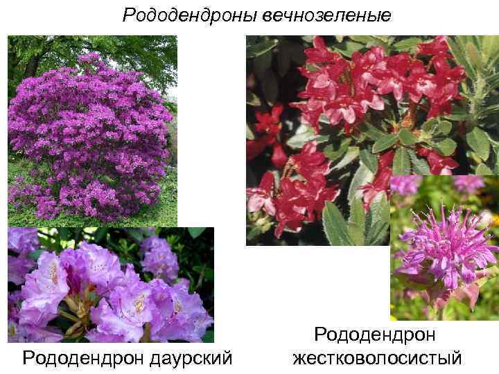 Рододендроны вечнозеленые Рододендрон даурский Рододендрон жестковолосистый 