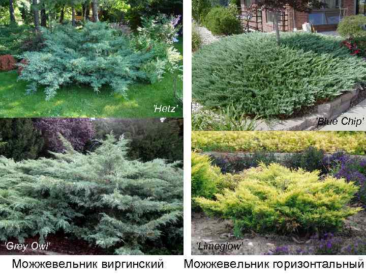 'Hetz' 'Blue Chip' 'Grey Owl' Можжевельник виргинский ‘Limeglow' Можжевельник горизонтальный 