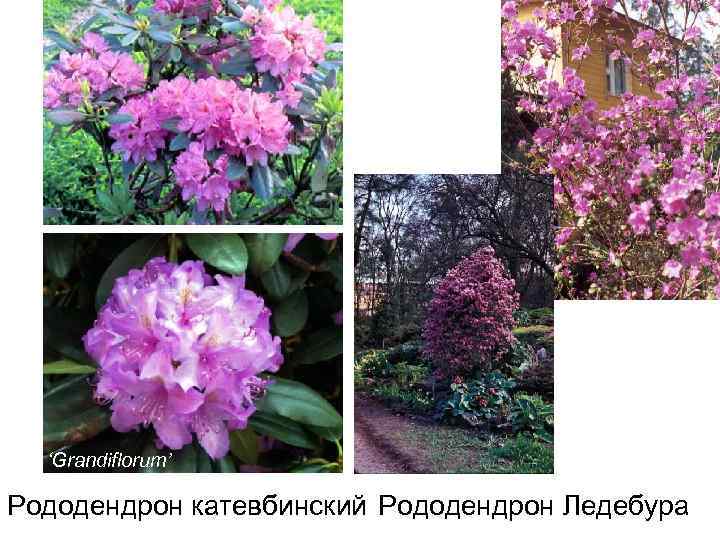 ‘Grandiflorum’ Рододендрон катевбинский Рододендрон Ледебура 
