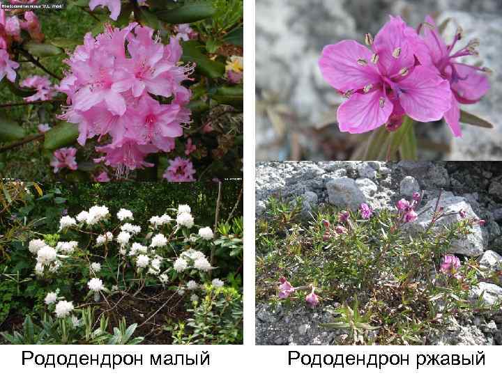 Рододендрон малый Рододендрон ржавый 