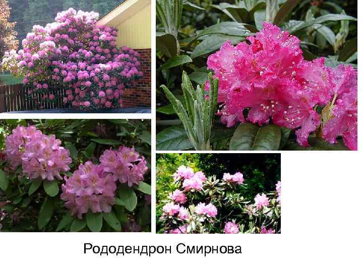 Рододендрон Смирнова 