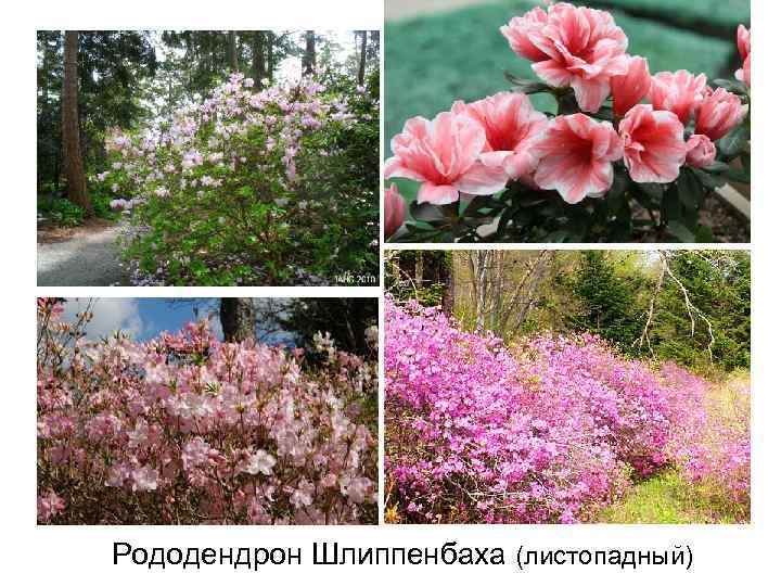 Рододендрон Шлиппенбаха (листопадный) 
