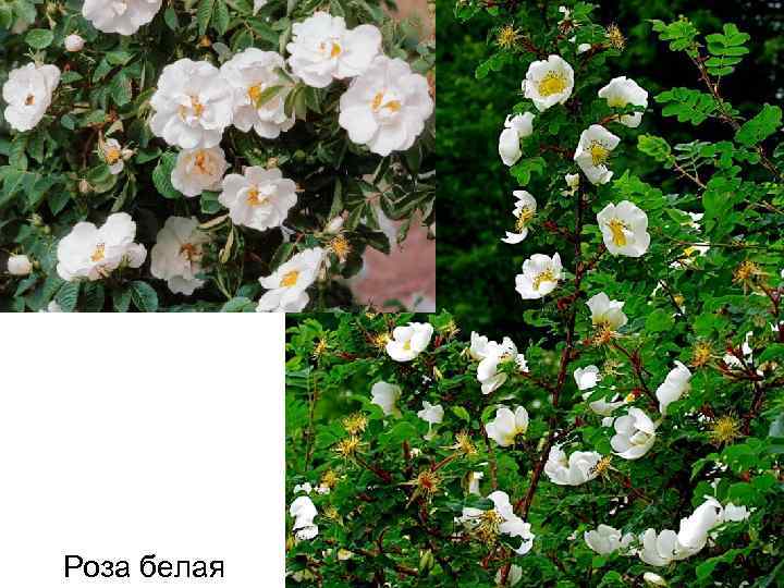 Роза белая 