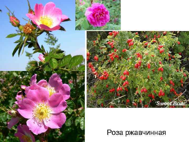 ‘Sweet Briar’ Роза ржавчинная 