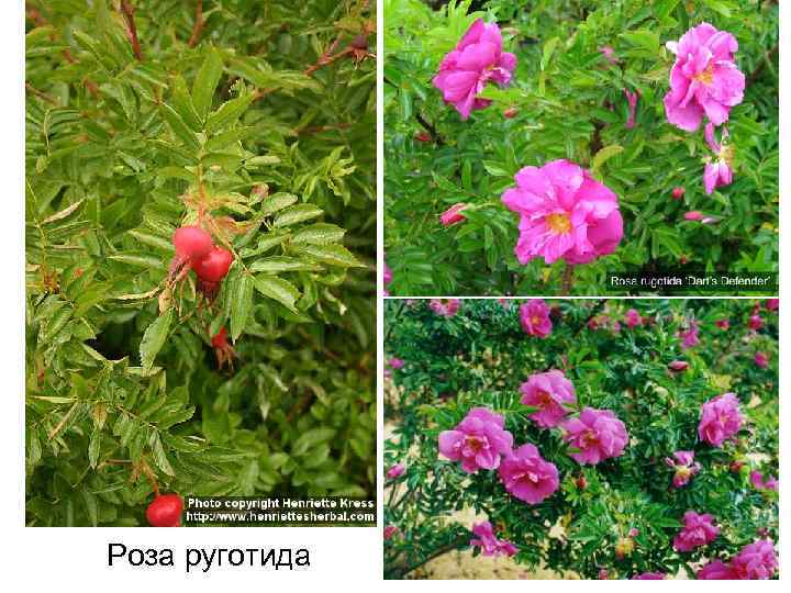 Роза руготида 