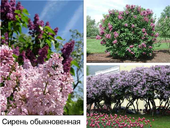 Сирень обыкновенная 