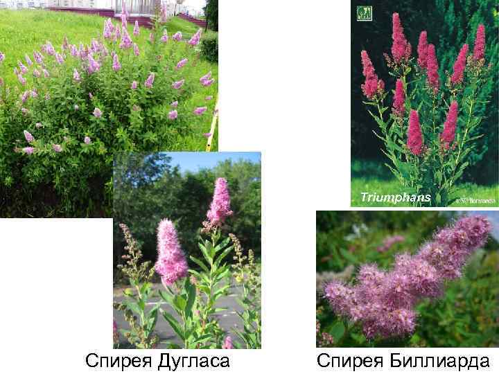 Triumphans Спирея Дугласа Спирея Биллиарда 