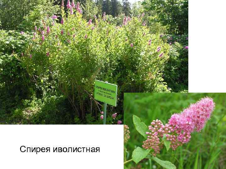 Спирея иволистная 