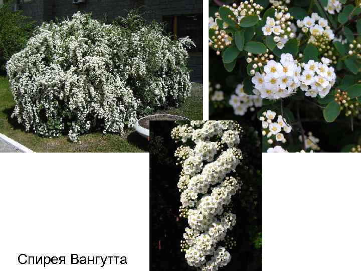 Спирея Вангутта 