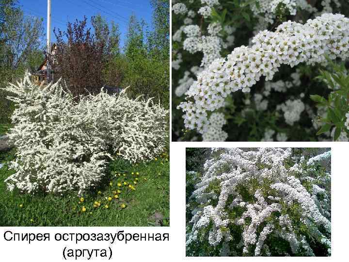 Спирея острозазубренная (аргута) 