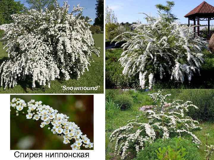 'Snowmound' Спирея ниппонская 