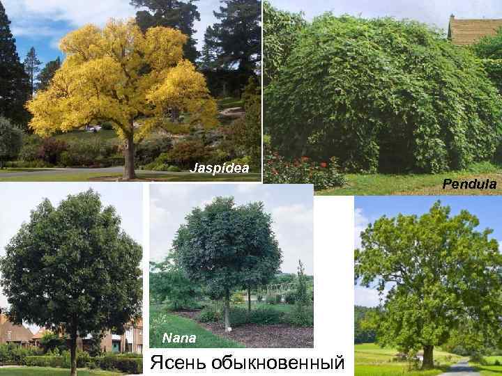 Jaspidea Pendula Nana Ясень обыкновенный 