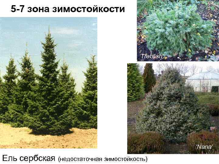 5 -7 зона зимостойкости ‘Treblish’ ‘Nana’ Ель сербская (недостаточная зимостойкость) 