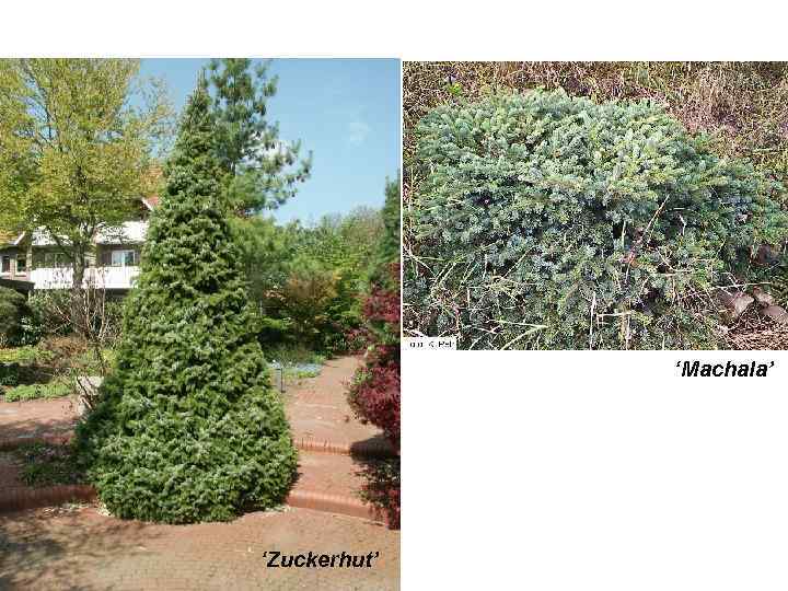 ‘Machala’ ‘Zuckerhut’ 