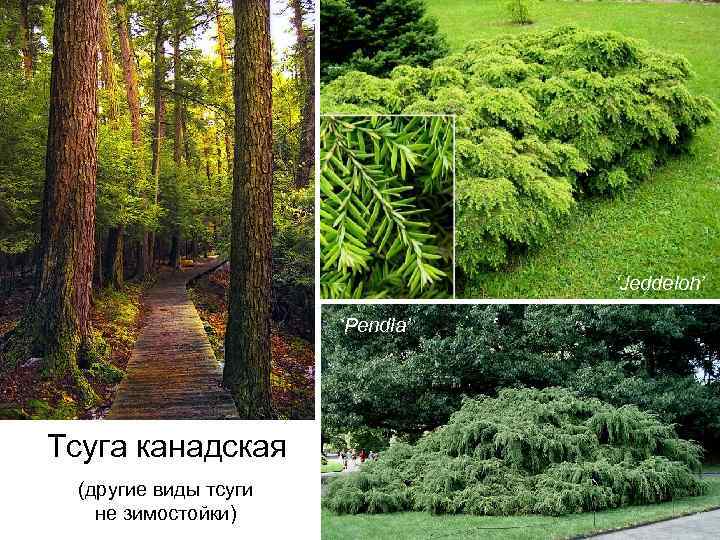 ‘Jeddeloh’ ‘Pendla’ Тсуга канадская (другие виды тсуги не зимостойки) 