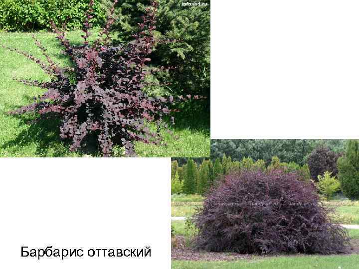 Барбарис оттавский 