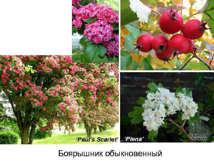 ‘Paul’s Scarlet’ ‘Plena’ Боярышник обыкновенный 