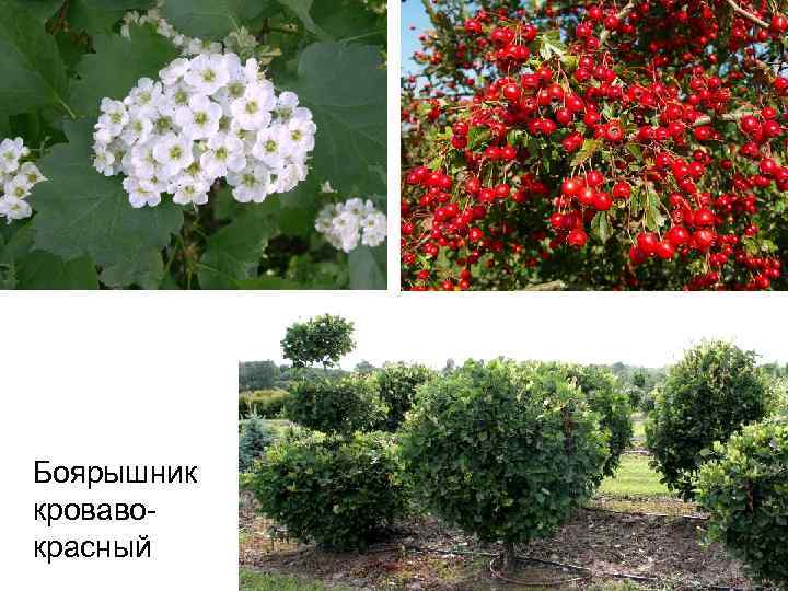 Боярышник кровавокрасный 