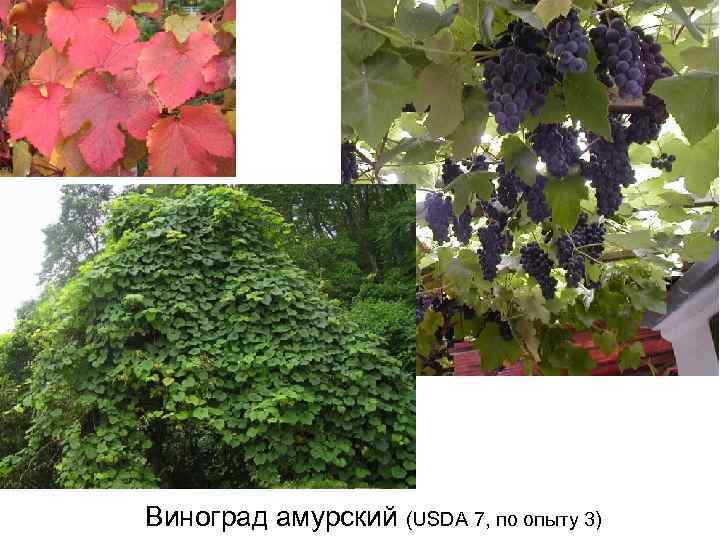 Виноград амурский (USDA 7, по опыту 3) 