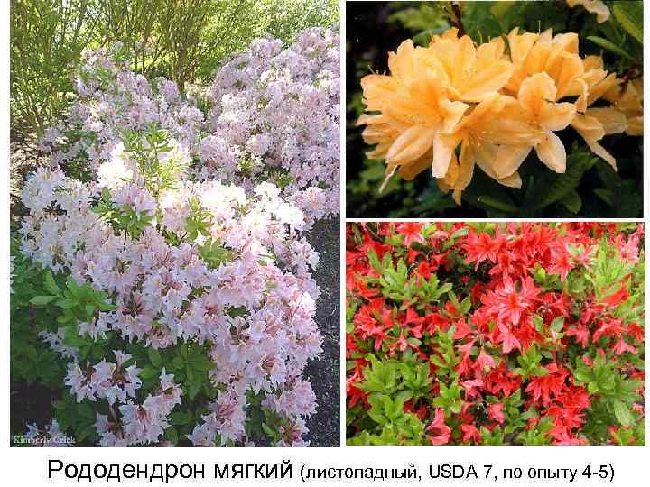 Рододендрон мягкий (листопадный, USDA 7, по опыту 4 -5) 