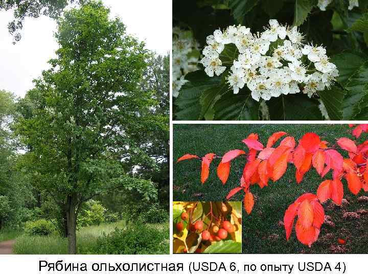 Рябина ольхолистная (USDA 6, по опыту USDA 4) 