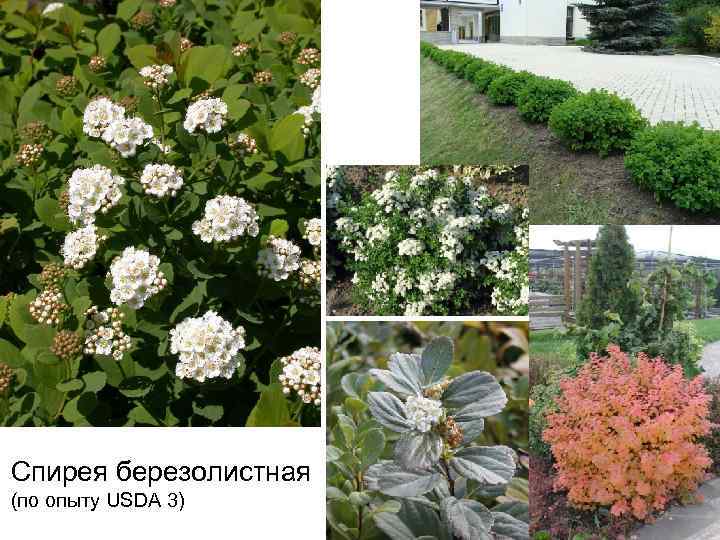 Спирея березолистная (по опыту USDA 3) 