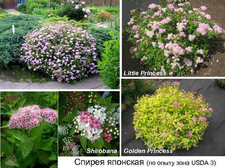 Little Princess Shirobana Golden Princess Спирея японская (по опыту зона USDA 3) 
