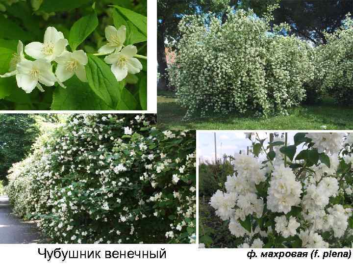 Чубушник венечный ф. махровая (f. plena) 