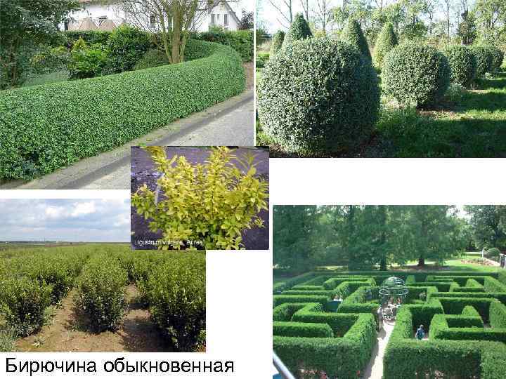 Бирючина обыкновенная 
