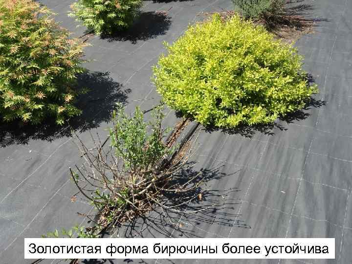 Золотистая форма бирючины более устойчива 