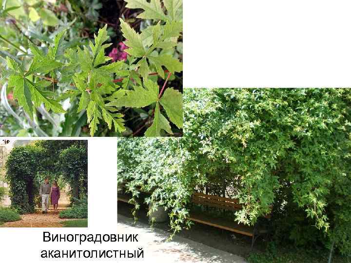 Виноградовник аканитолистный 