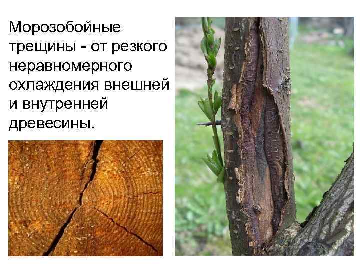 Морозобойные трещины - от резкого неравномерного охлаждения внешней и внутренней древесины. 