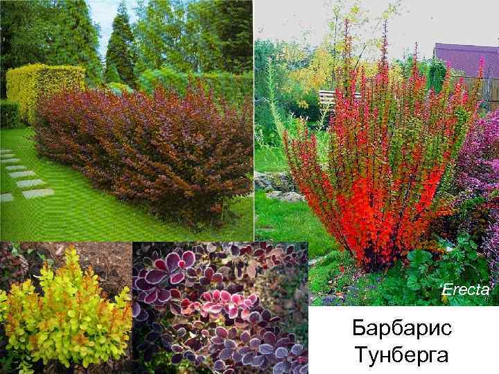 ‘Erecta’ Барбарис Тунберга 