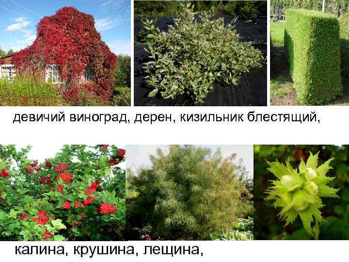 девичий виноград, дерен, кизильник блестящий, калина, крушина, лещина, 