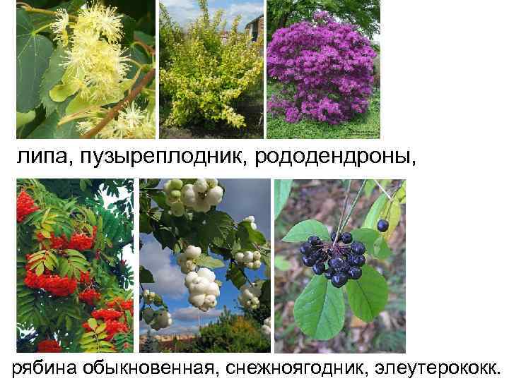липа, пузыреплодник, рододендроны, рябина обыкновенная, снежноягодник, элеутерококк. 