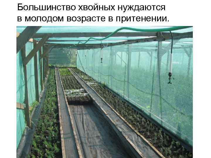Большинство хвойных нуждаются в молодом возрасте в притенении. 