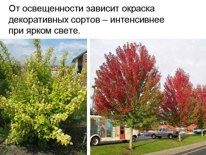 От освещенности зависит окраска декоративных сортов – интенсивнее при ярком свете. 