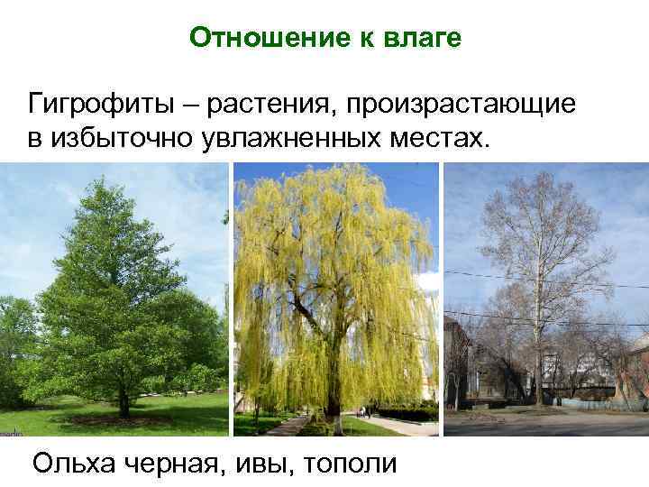 Отношение к влаге Гигрофиты – растения, произрастающие в избыточно увлажненных местах. Ольха черная, ивы,