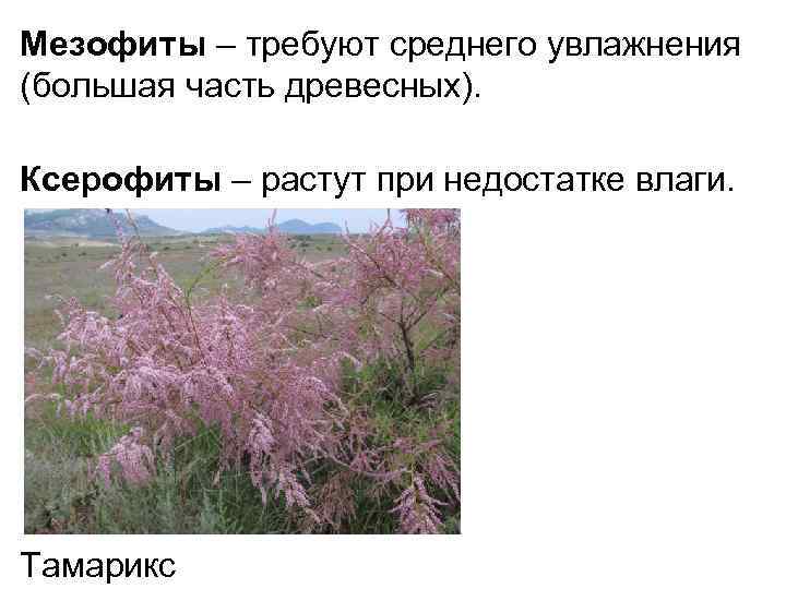 Мезофиты – требуют среднего увлажнения (большая часть древесных). Ксерофиты – растут при недостатке влаги.
