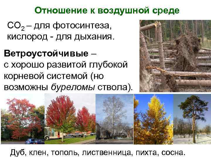 Отношение к воздушной среде СО 2 – для фотосинтеза, кислород - для дыхания. Ветроустойчивые