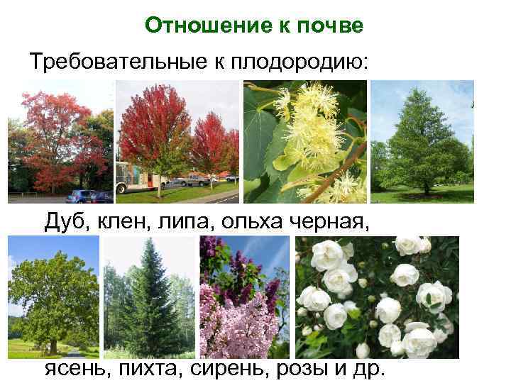Отношение к почве Требовательные к плодородию: Дуб, клен, липа, ольха черная, ясень, пихта, сирень,