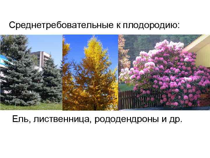 Среднетребовательные к плодородию: Ель, лиственница, рододендроны и др. 