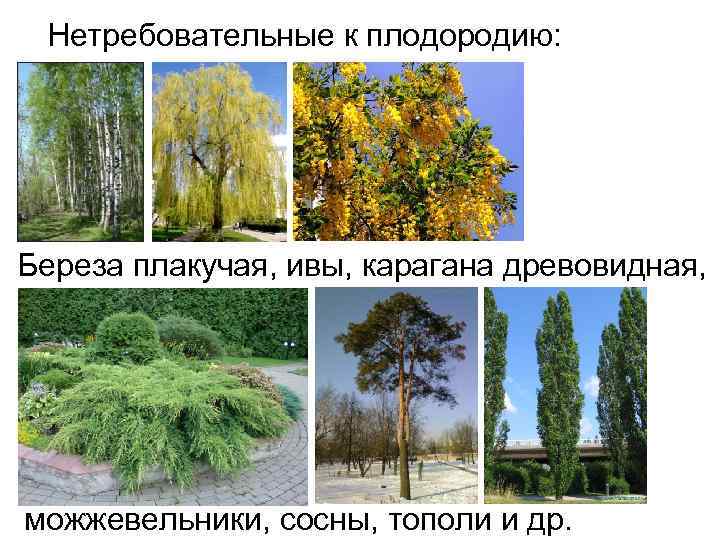 Нетребовательные к плодородию: Береза плакучая, ивы, карагана древовидная, можжевельники, сосны, тополи и др. 