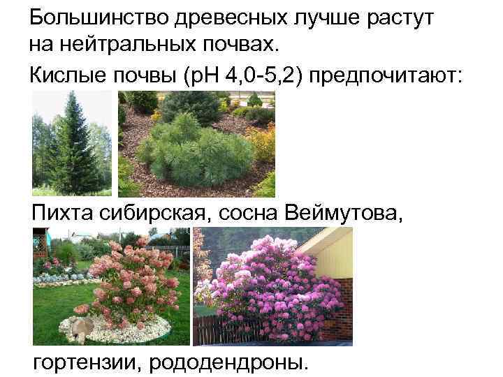 Большинство древесных лучше растут на нейтральных почвах. Кислые почвы (р. Н 4, 0 -5,