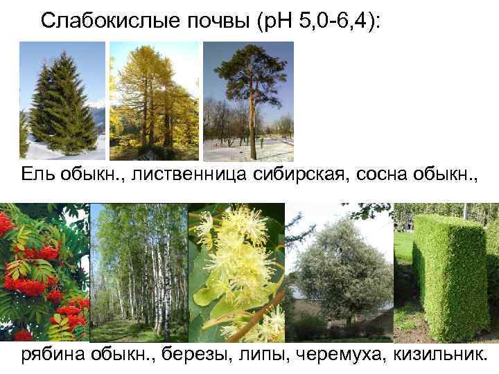 Слабокислые почвы (р. Н 5, 0 -6, 4): Ель обыкн. , лиственница сибирская, сосна