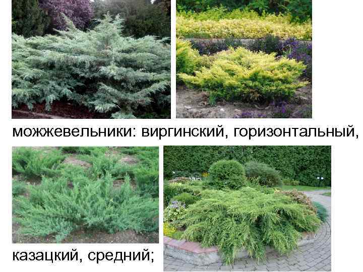 можжевельники: виргинский, горизонтальный, казацкий, средний; 