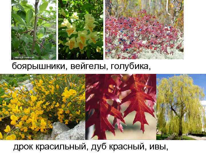 боярышники, вейгелы, голубика, дрок красильный, дуб красный, ивы, 