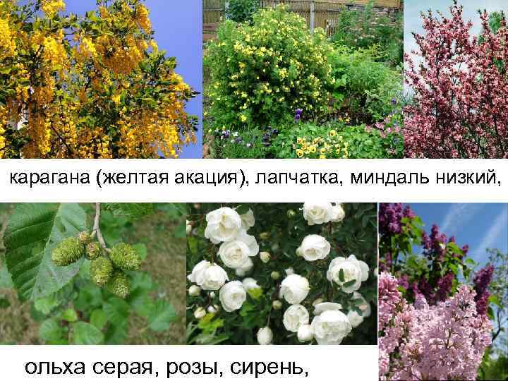 карагана (желтая акация), лапчатка, миндаль низкий, ольха серая, розы, сирень, 