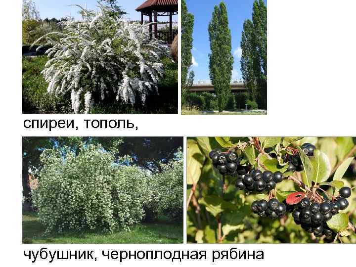 спиреи, тополь, чубушник, черноплодная рябина 