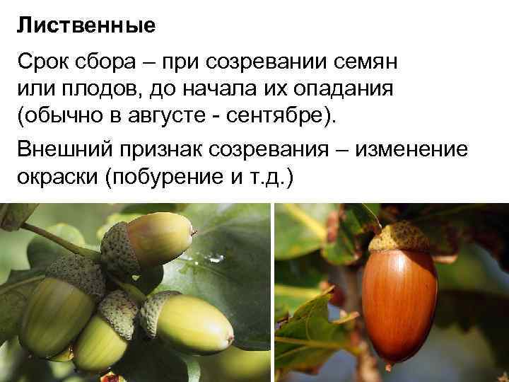 Лиственные Срок сбора – при созревании семян или плодов, до начала их опадания (обычно